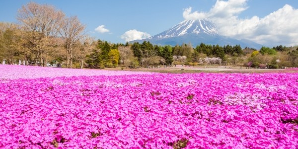 Japan: Urlaub im Land der Kirschblüten