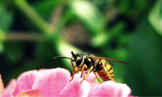 Biene, Wespe & Co.: Bei Insektenstichen handeln