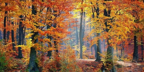 Herbst ist Wanderzeit: Die schönsten Routen in Hessen