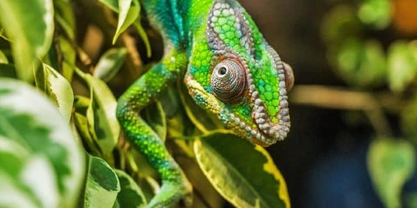 Madagaskar: Magische Tierwelt im Indischen Ozean