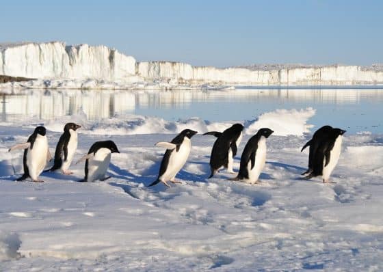 Antarktisches Rossmeer wird Umweltschutzgebiet