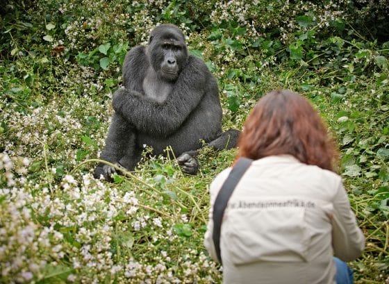 Gorillas in freier Wildbahn: Ein unvergesslicher Urlaub