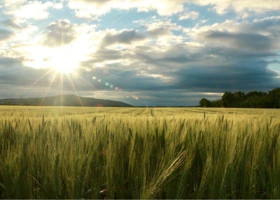 Lebendige Landwirtschaft: Meinungen zu EU-Agrarpolitik