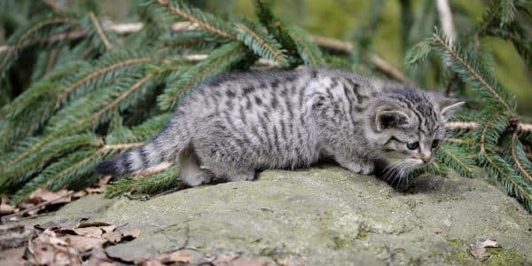 Wildkatzen in deutschen Wäldern: Nachwuchs nicht mitnehmen